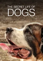  Тайная жизнь собак (2017) смотреть онлайн бесплатно